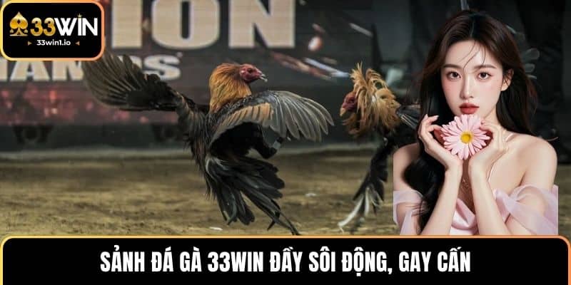 Sảnh đá gà 33WIN đầy sôi động, gay cấn